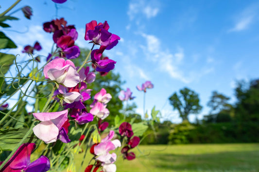 August Gardening Tips: Harvest, Prune, and Prepare for the Season Ahead - Gardenscapedirect