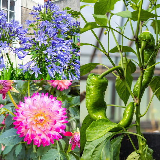 Celebrating August: Gardening Tips and Tricks for a Vibrant Summer Garden - Gardenscapedirect