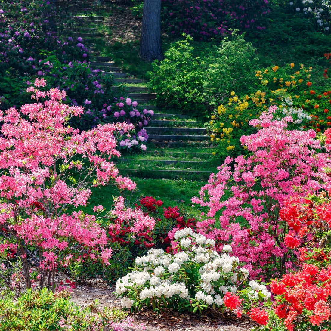Embrace the Beauty of May - Gardenscapedirect