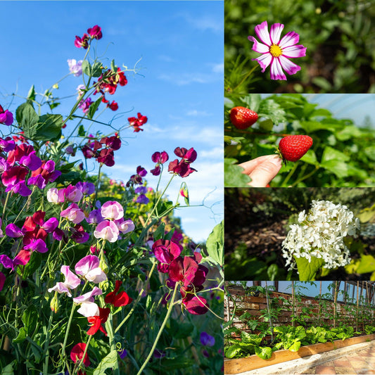 July Gardening: Tips for a Flourishing Garden This Summer - Gardenscapedirect