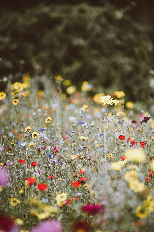 May is for Garden Shows, Growing and Glorious Flowers - Gardenscapedirect
