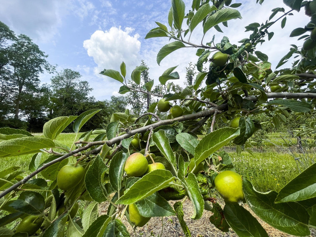 September Garden Guide: Harvest, Lawn Care, and Planting Tips for a Beautiful Autumn Transition - Gardenscapedirect