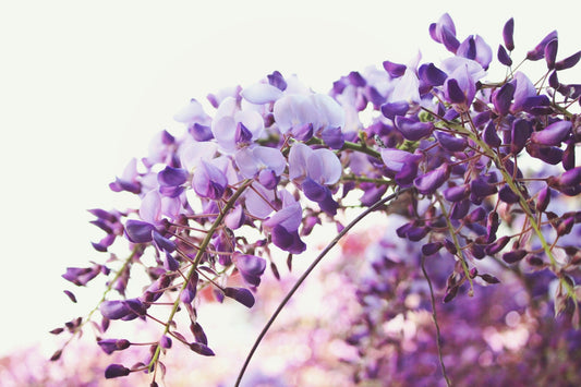 Spring Awakening: Essential February Gardening Tips for a Blooming Season - Gardenscapedirect