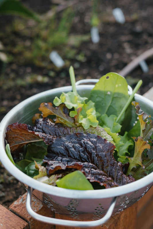 Tips for a Healthy and Productive Garden in June - Gardenscapedirect
