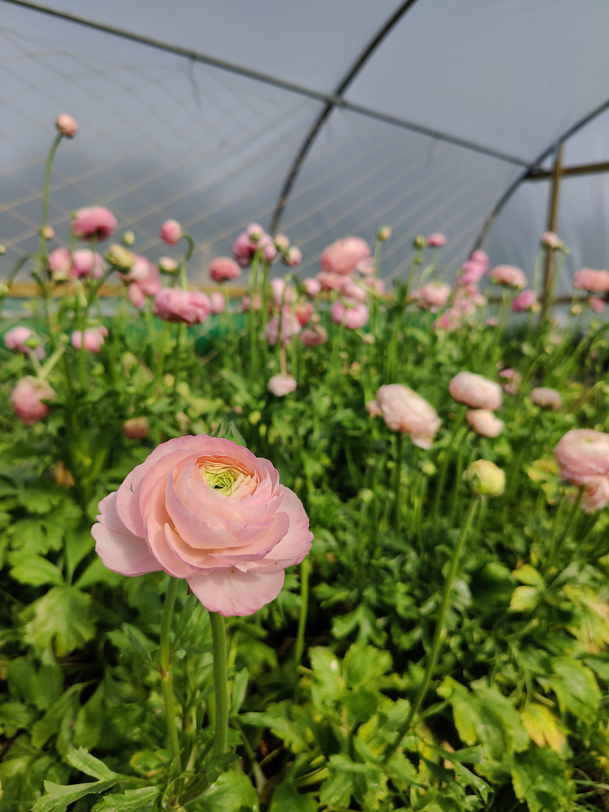 Red House Farm Ropsley Red House Farm Flowers – Gardenscapedirect