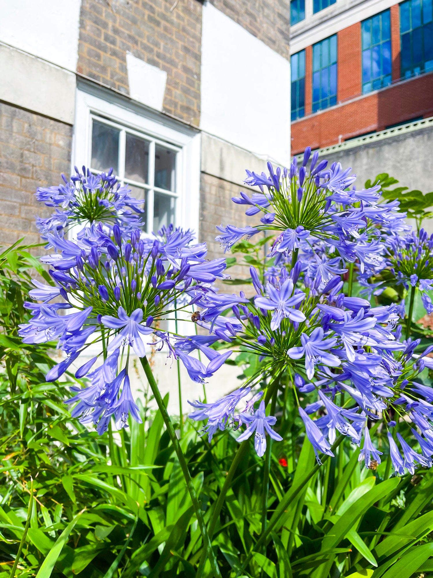 Purple flowers in a garden