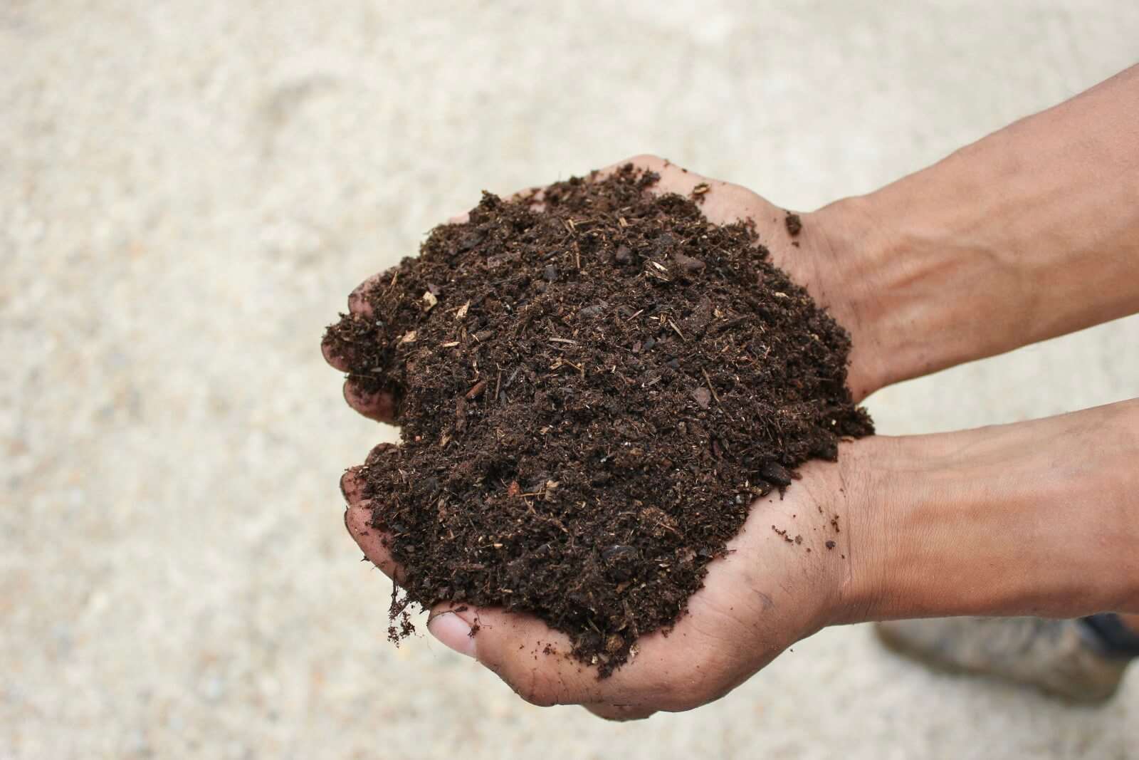 Ericaceous Compost - 1