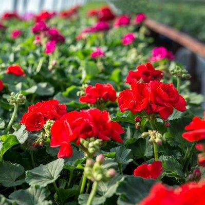 Geranium Mix - Free Local Bulk Bag Delivery – Gardenscapedirect