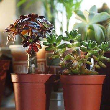 Succulent Mix | Gardenscapedirect