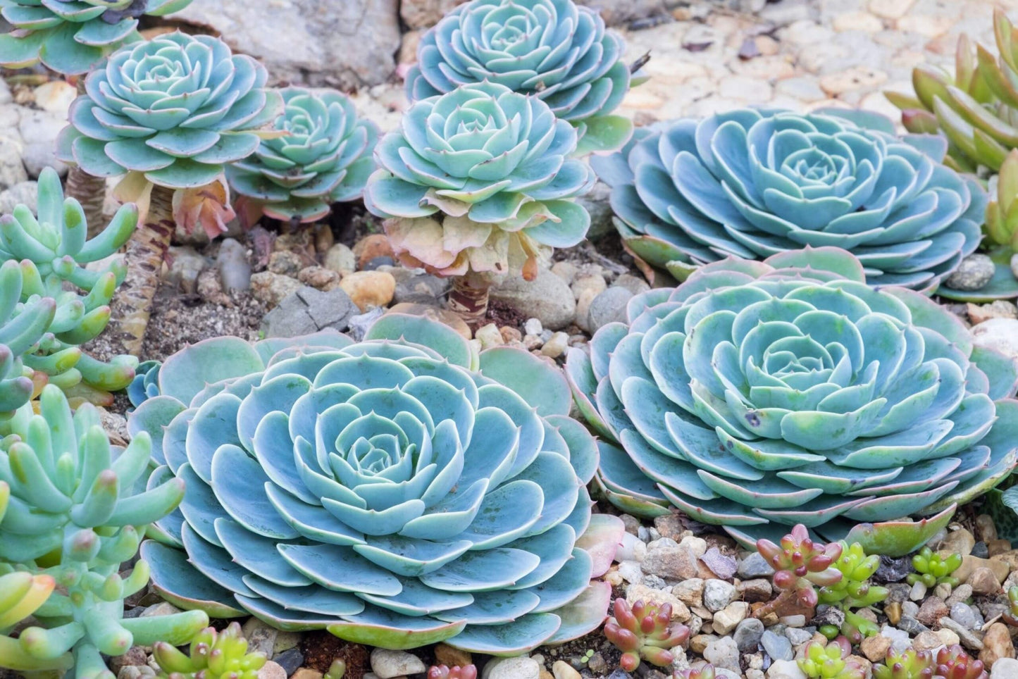 Succulent Mix | Gardenscapedirect